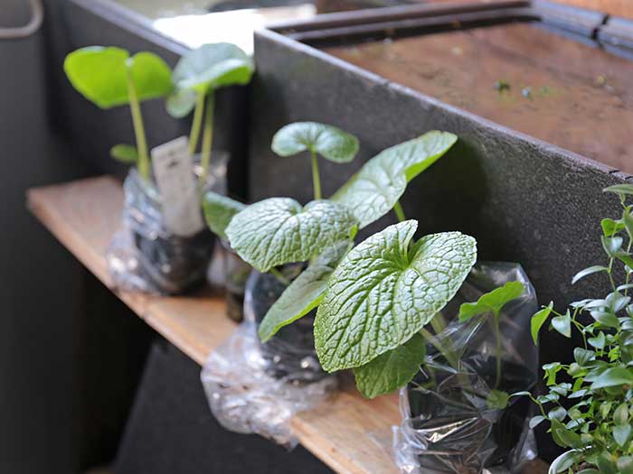 ベランダで沢わさびの植え付け！家庭菜園の水耕栽培で育ててみるよ | まあくんのなんでも体験記。